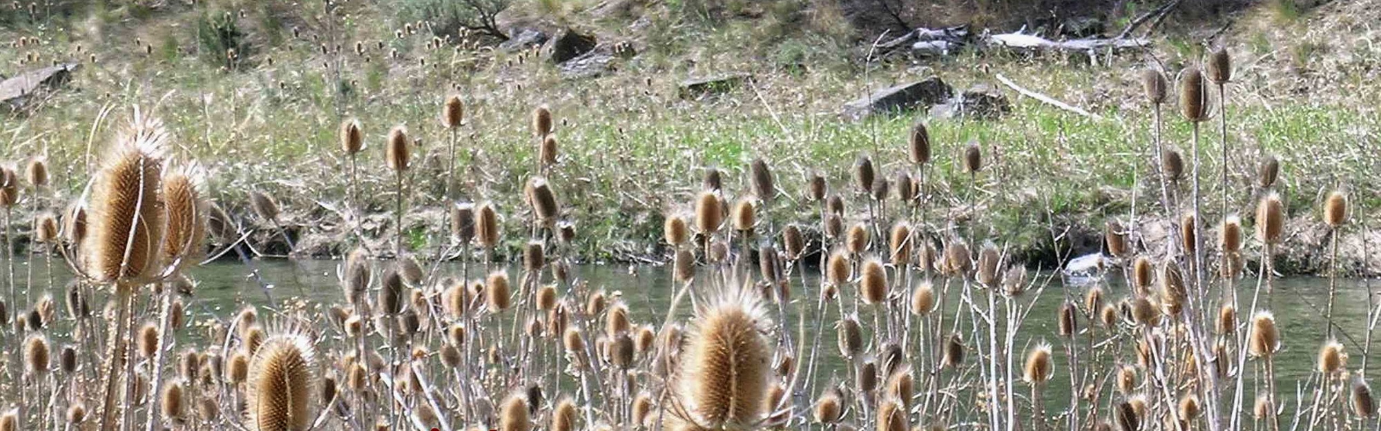Cattails on the River